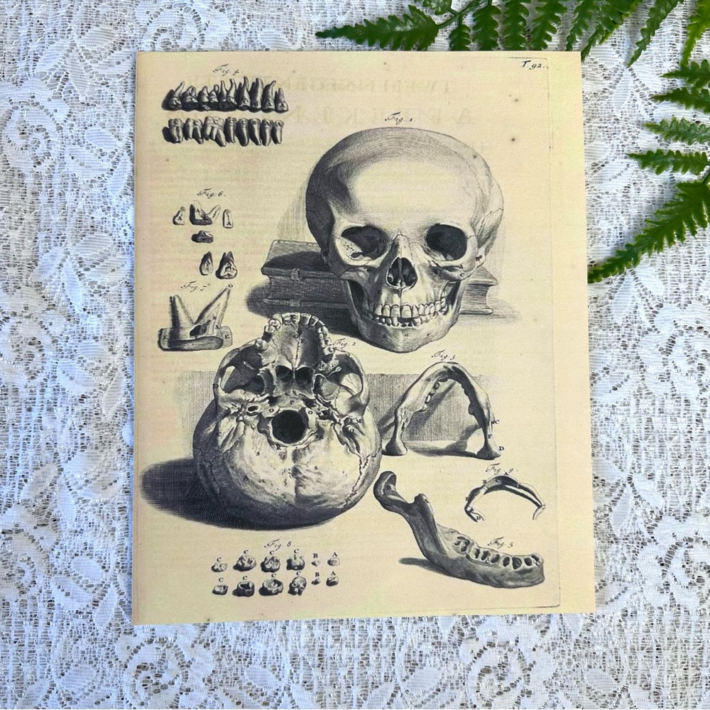 Vintage Skull Diagram Cardstock Reprint 8x10